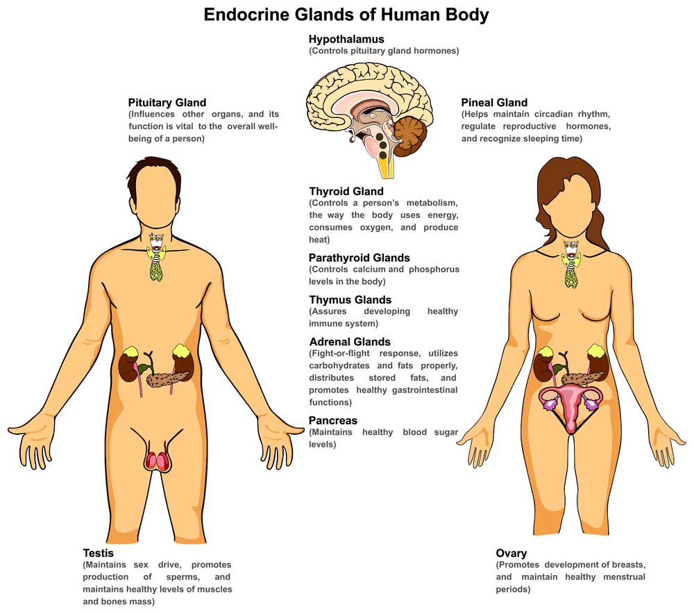 Anatomy-Of-Endocrine-System