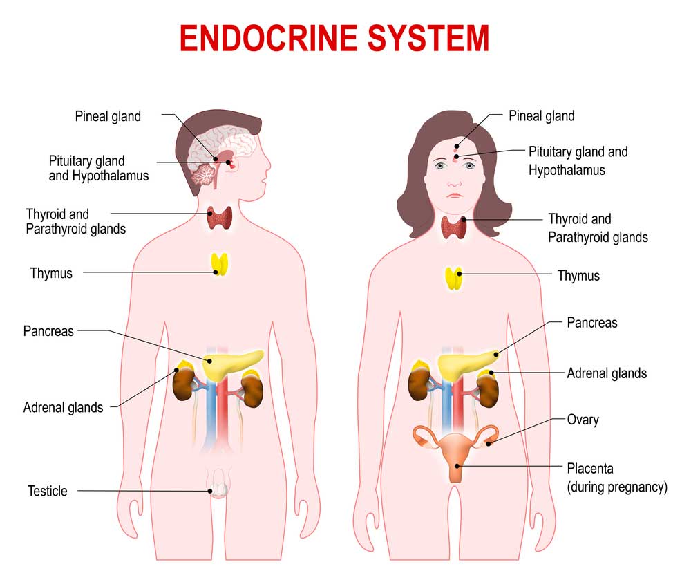 Endocrine-System